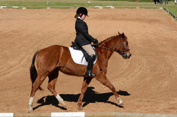 deporte de caballos